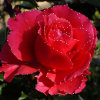 Kingdom Of The Flowers: Beautiful Rose