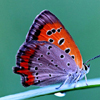 play Amazing Butterfly Puzzle