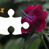 play Kingdom Of The Flowers: Garden Beauty