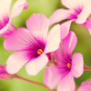 play Nice Flowers Puzzle