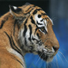 play Jigsaw: Tiger