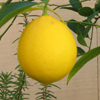 play Lemon Puzzle
