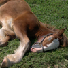 play Clydesdale Pony Jigsaw