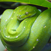 play Green Tree Python Jigsaw Puzzle