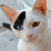play Funny Cat Puzzle
