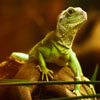 play Jigsaw: Green Lizard