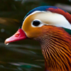 play Nice Bird Puzzle