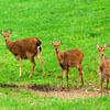play Jigsaw: Oh Deer
