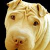 play Dog Puzzle
