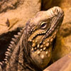 play Jigsaw: Cyclura Nubila