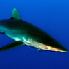 play Shark Puzzle