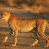 play Cheetah Jigsaw Puzzle