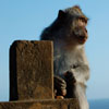 play Jigsaw: Gazing Monkey