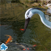 play Grey Heron