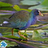 play Purple Gallinule