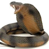 play Snake Defense