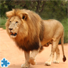 play Panthera Leo