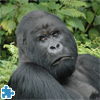 play Gorilla Jigsaw Puzzle