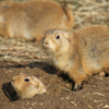 play Black Tailed Prairie Dog Slider Puzzle