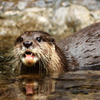play Jigsaw: Otter