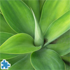 play Agave Jigsaw Puzzle