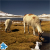 play Llamas Jigsaw Puzzle