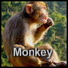 play Monkey