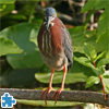 play Green Heron