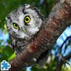 play Owl Jigsaw Puzzle