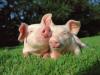 play Sweet Pig