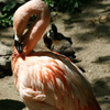 play Jigsaw: Flamingo