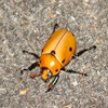 play Jigsaw: Grapevine Beetle