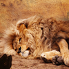 play Jigsaw: Lying Lion