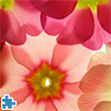 play Primula Jigsaw Puzzle