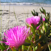 play Jigsaw: Beach Flowers