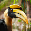 play Jigsaw: Great Hornbill