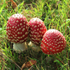 play Jigsaw: Huddled Mushrooms