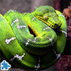 play Green Snake