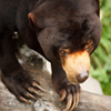 play Jigsaw: Sun Bear