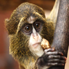 play Jigsaw: De Brazza Monkey