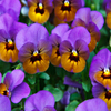 play Jigsaw: Purple Pansies