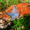 play Jigsaw: Blue Butterfly