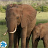 play African Elephants