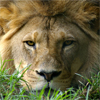 African Lion