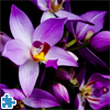 play Beautiful Orchids Jigsaw