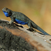 play Jigsaw: Blue Lizard