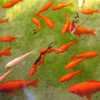 play Jigsaw: Orange Fish