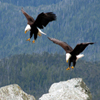 play Jigsaw: Bald Eagles