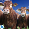 play Gorgeous Cows Jigsaw