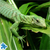 play Emerald Tree Monitor Jigsaw